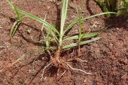 <strong>Cyperaceae - Cyperus esculentus L.</strong><br />© Pierre GRARD / CIRAD