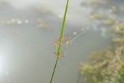 <strong>Cyperaceae - Cyperus esculentus L.</strong><br />© Pierre GRARD / CIRAD