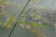 <strong>Cyperaceae - Cyperus esculentus L.</strong><br />© Pierre GRARD / CIRAD