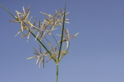 <strong>Cyperaceae - Cyperus esculentus L.</strong><br />© Alain CARRARA / CIRAD