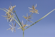 <strong>Cyperaceae - Cyperus esculentus L.</strong><br />© Alain CARRARA / CIRAD