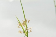 <strong>Cyperaceae - Cyperus esculentus L.</strong><br />© Pierre GRARD / CIRAD
