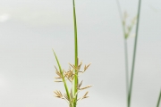 <strong>Cyperaceae - Cyperus esculentus L.</strong><br />© Pierre GRARD / CIRAD