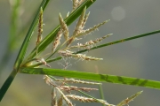 <strong>Cyperaceae - Cyperus esculentus L.</strong><br />© Pierre GRARD / CIRAD