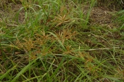 <strong>Cyperaceae - Cyperus esculentus L.</strong><br />© Thomas LE BOURGEOIS / CIRAD