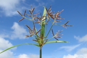 <strong>Cyperaceae - Cyperus rotundus L.</strong><br />© Fredy GROSSARD/CTCS