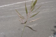 <strong>Poaceae - Dichanthium caricosum (L.) A.Camus</strong><br />© Pascal Marnotte/Cirad