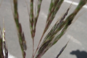 <strong>Poaceae - Dichanthium caricosum (L.) A.Camus</strong><br />© Pascal Marnotte/Cirad