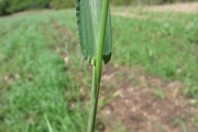 <strong>Poaceae - Echinochloa colona (L.) Link</strong><br />© Pascal Marnotte/Cirad