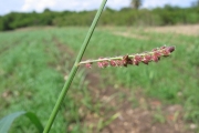 <strong>Poaceae - Echinochloa colona (L.) Link</strong><br />© Pascal Marnotte/Cirad
