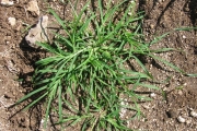 <strong>Poaceae - Eleusine indica (L.) Gaertn.</strong><br />© Fredy Grossard/CTCS