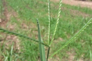 <strong>Poaceae - Eleusine indica (L.) Gaertn.</strong><br />© Fredy Grossard/CTCS