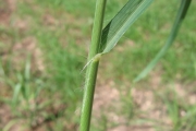 <strong>Poaceae - Eleusine indica (L.) Gaertn.</strong><br />© Fredy Grossard/CTCS