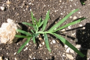 <strong>Poaceae - Eleusine indica (L.) Gaertn.</strong><br />© Fredy Grossard/CTCS