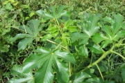 <strong>Euphorbiaceae - Jatropha gossypiifolia L.</strong><br />© Pascal Marnotte/Cirad