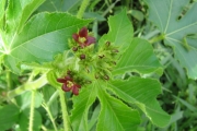 <strong>Euphorbiaceae - Jatropha gossypiifolia L.</strong><br />© Pascal Marnotte/Cirad