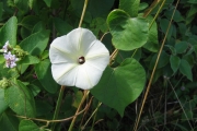 <strong>Convolvulaceae - Ipomoea obscura (L.) Ker-Gawler</strong><br />© Pascal Marnotte/Cirad