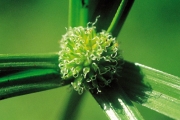 <strong>Cyperaceae - Kyllinga erecta Schumach.</strong><br />© Thomas LE BOURGEOIS / CIRAD