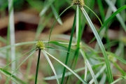 <strong>Cyperaceae - Kyllinga erecta Schumach.</strong><br />© Thomas LE BOURGEOIS / CIRAD