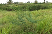 <strong>Fabaceae - Mimosa pigra L.</strong><br />© Christophe BOC/CTCS