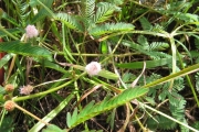 <strong>Fabaceae - Mimosa pudica L.</strong><br />© Fredy Grossard/CTCS