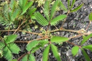 <strong>Fabaceae - Mimosa pudica L.</strong><br />© Fredy Grossard/CTCS