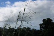 <strong>Poaceae - Panicum maximum Jacq.</strong><br />© Pascal Marnotte/Cirad