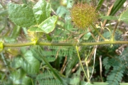 <strong>Passifloraceae - Passiflora foetida L.</strong><br />© 