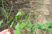 <strong>Fabaceae - Rhynchosia minima (L.) DC.</strong><br />© Fredy GROSSARD/CTCS