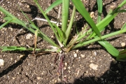<strong>Poaceae - Rottboellia cochinchinensis (Lour.) Clayton</strong><br />© Fredy Grossard/CTCS