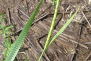 <strong>Poaceae - Rottboellia cochinchinensis (Lour.) Clayton</strong><br />© Fredy Grossard/CTCS