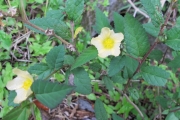 <strong>Malvaceae - Sida acuta Burm.f.</strong><br />© 