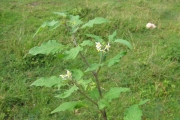 <strong>Solanaceae - Solanum americanum Mill.</strong><br />© Pascal Marnotte/Cirad