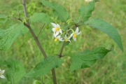 <strong>Solanaceae - Solanum americanum Mill.</strong><br />© Pascal Marnotte/Cirad