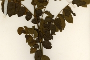 <strong>Connaraceae - Cnestis - Cnestis ferruginea Vahl ex DC.</strong><br />© hnb