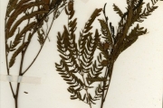 <strong>Leguminosae-Mimosoideae - Leucaena - Leucaena leucocephala (Lam.) de Wit</strong><br />© hnb