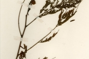 <strong>Leguminosae-Mimosoideae - Leucaena - Leucaena leucocephala (Lam.) de Wit</strong><br />© hnb