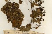 <strong>Combretaceae - Combretum - Combretum racemosum P.Beauv.</strong><br />© hnb