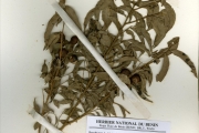 <strong>Olacaceae - Olax - Olax subscorpioidea Oliv.</strong><br />© hnb