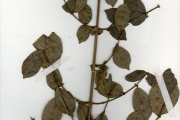 <strong>Rubiaceae - Cremaspora - Cremaspora triflora (Thonn.) K.Schum.</strong><br />© hnb