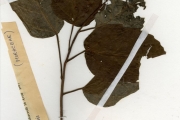 <strong>Moraceae - Ficus - Ficus sur Forssk.</strong><br />© hnb