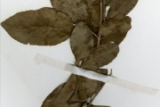<strong>Flacourtiaceae - Flacourtia - Flacourtia indica (Burm.f.) Merr.</strong><br />© hnb