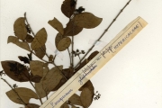 <strong>Clusiaceae - Psorospermum - Psorospermum febrifugum Spach</strong><br />© hnb