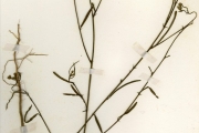 <strong>Malvaceae - Sida - Sida linifolia Juss. ex Cav.</strong><br />© hnb