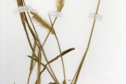 <strong>Poaceae - Pennisetum - Pennisetum polystachion (L.) Schult.</strong><br />© hnb