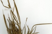 <strong>Poaceae - Pennisetum - Pennisetum polystachion (L.) Schult.</strong><br />© hnb