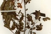 <strong>Leguminosae-Caesalpinioideae - Caesalpinia - Caesalpinia pulcherrima (L.) Sw.</strong><br />© hnb