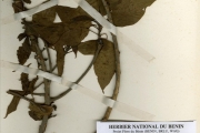 <strong>Flacourtiaceae - Oncoba - Oncoba gilgiana Sprague</strong><br />© hnb
