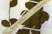 <strong>Capparidaceae - Capparis - Capparis erythrocarpos Isert</strong><br />© hnb