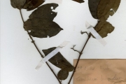 <strong>Rubiaceae - Keetia - Keetia leucantha (K.Krause) Bridson</strong><br />© hnb